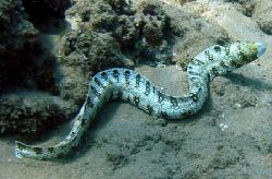 Snowflake Eel. Taken off Wailea Beach, Maui, Hawaii. by Todd Meadows 